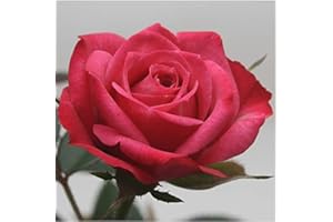 BRYNCIR GARDEN CENTRE Rose - Patio Rose - 10.5cm (1, Bright Pink)