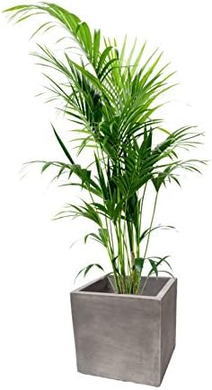 Light Cement Square Planter Planter Light Cement Cube 38 cm Antique Grey Blumenkübelxxl