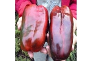 FASH LADY Portal Cool 1 Paquete, 100 Semillas/Paquete, Rusia Gigantes Semillas Pimienta Dulce, Orgã¡Nicos de la Herencia KRA