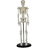 Insan Iskelet Modeli 45 Cm (Insan Iskelet Maketi)