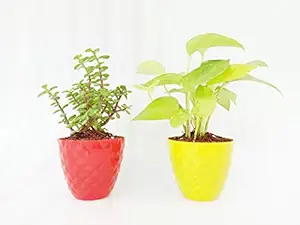 VishNature Combo of 2 Money Plant & Jade Plant In Plastic Kohinoor Pot/Indoor Plant/Outdoor Plant/Bamboo/Good Luck/Occasion