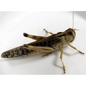 Heuschrecken klein Portion ca. 20 Stück