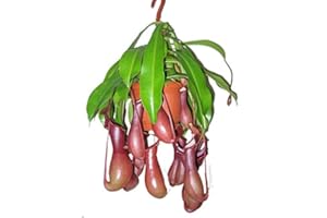 UNSERE-GAERTNEREI-MUELLER Kannenpflanze, Fleischfressende Pflanze, (Nepenthes alata) (in der 14cm Hängeampel XXL-Pflanze)
