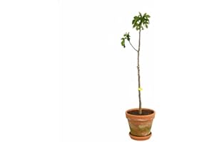 GARDEN CENTER SHOP BY VM Garden Center Shop | Higuera Black Mission M25 150 cm | Árbol frutal bífera variedad clásica | Frutos violeta-negros dulces y aromáticos | Ideal para huertos urbanos y terrazas mediterráneas
