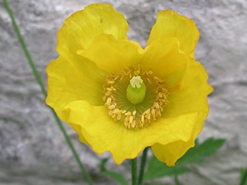 Shelled Warriors 100 Welsh Poppy Seeds - Grow and feed your tortoise