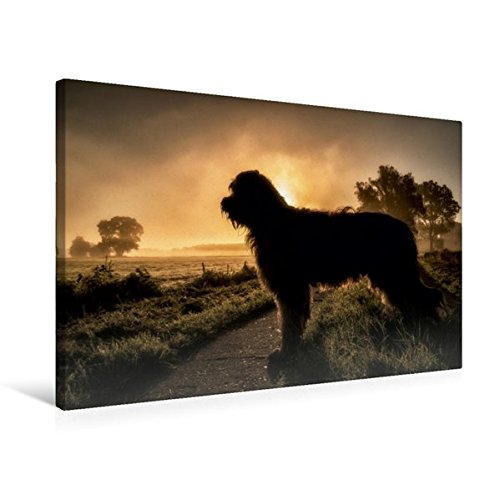 Premium Textil-Leinwand 75 cm x 50 cm quer, Briard im Sonnenaufgang | Wandbild, Bild auf Keilrahmen, Fertigbild auf echter Leinwand, Leinwanddruck (CALVENDO Tiere)