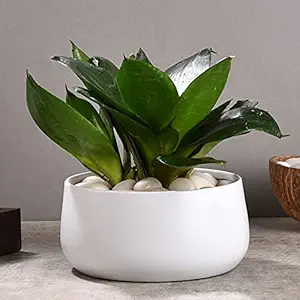 Elemntl Metal Planter Pot for Indoor Plants & Flowers | 5.5 x 3 in | Table Top Planter for Living Room, Home Decor, Terrace, Balcony & Home Gardening (Matte White)