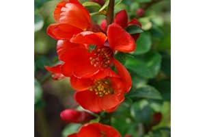 ARBORIX, PLUS VERT - MOINS CHER Chaenomeles Japonica 'Sargentii'- Cognassier du Japon 'Sargentii' 30-40 cm en conteneur