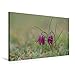 Produktbild Premium Textil-Leinwand 75 cm x 50 cm quer, Schachblume | Wandbild, Bild auf Keilrahmen, Fertigbild auf echter Leinwand, Leinwanddruck: Fritillaria meleagris (CALVENDO Natur)