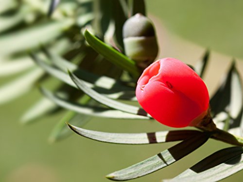 Preisvergleich Produktbild Lais Puzzle Eibe 1000 Teile