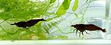 Aquarium-Garnelen im Set dunkle Garnele braun-schwarz 2Stk...