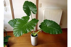 CARBETH PLANTS Alocasia Elephant Ear Plant - Around 30-40cm in Height - Gorgeous Air Purifying Plant
