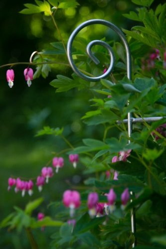 Stabiler Staudenhalter Verzinkt Ø 60cm, Volleisen Strauchhalter, Rankgerüst, - 4