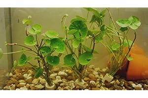 TUBIS-DE AQUA 5 Bund Hydrocotyle leucocephala Brasilianische Wassernabel Aquaqriumpflanze Wasserpflanze