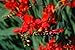 Produktbild 10 RED perenni LUCIFER crocosmia/ms by Farmerly