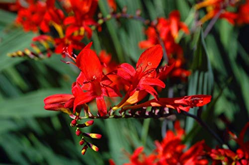 Preisvergleich Produktbild 10 RED perenni LUCIFER crocosmia / ms by Farmerly