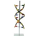 E-MEDI- Junior Scientist DNA Model Biotechnology & Pathological.