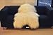 Produktbild Island Schaffell Lammfell NATURFELL SHEEPSKIN NEU Langes Fell (Riese 130-140 cm)