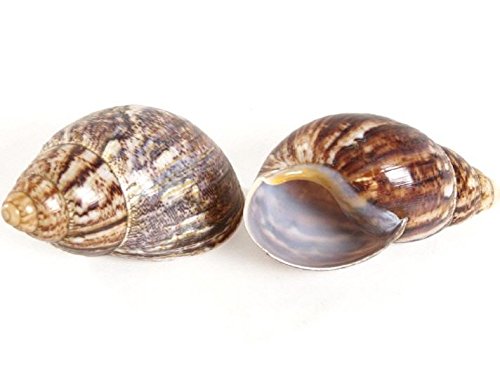 NaDeco® Achatschnecke poliert 12-16cm | Archachatina marginata | Westafrikanische Riesenschnecke | Großes Schneckenhaus | Riesenschnecke | Afrika Deko - 2