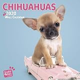 Chihuahuas 2020: Original Myrna-Kalender [Mehrsprachig] [Kalender] (Wall-Kalender) by 