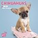 Chihuahuas 2020: Original Myrna-Kalender [Mehrsprachig] [Kalender] (Wall-Kalender) by 