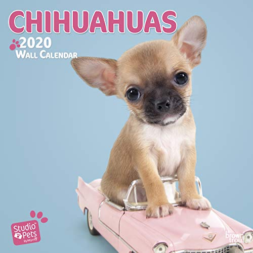 Chihuahuas 2020: Original Myrna-Kalender [Mehrsprachig] [Kalender] (Wall-Kalender)