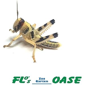 Heuschrecken Wüstenheuschrecken mittel 100 Stück Futterinsekten Reptilienfutter Futtertiere