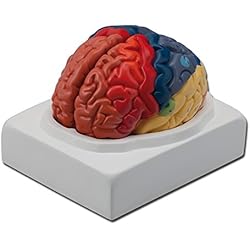 Modelo Anatómico Zonas Cerebrales