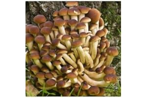 PAGANO DOMENICO E FIGLI SEMENTI DAL 1954 MICELIO PER FUNGHI PIOPPINO GR.20