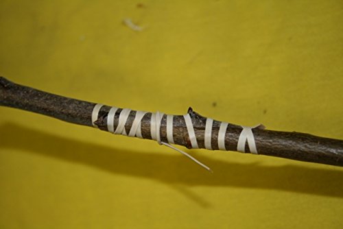 Veredelungsband, Fleicoband, 140 x 3,5 mm, 50 Stück - 2