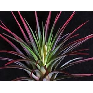 RARITÄT - Seltene XL Regenwald TillandsieTricolor circa 20 cm Höhe