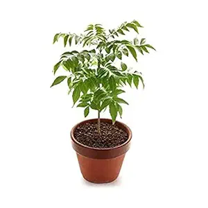 UGANIO Live Curry Plant Curry Leaves Sweet Neem Leaves Plant