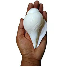 Flower Blowing Shankh With Brass Stand