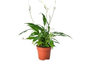 Mini Planta de Interior Spathiphyllum DECOALIVE Lirio de la Paz o Espatifilo