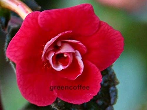 Preisvergleich Produktbild Portal Cool Achimenes Vanity One Rhizome