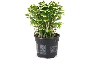 Mini Rosa Jericó | DECOALIVE | Planta Natural Que Atrae Suerte y Fortuna | Selaginella