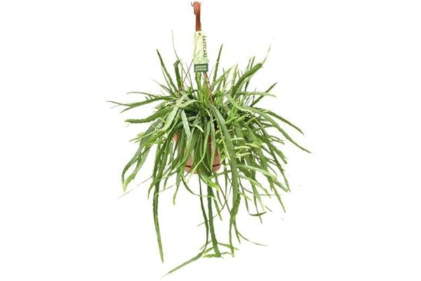 Bladkaktus – Lepismium Bolivianum – krukväxt – Ø 17 cm – 55 cm
