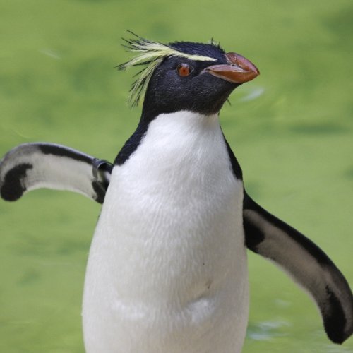 ZSL London Zoo: Ricky the Penguin adoption with soft toy