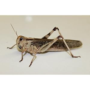 Heuschrecken Wanderheuschrecken adult groß 10 Stück Dose Futterinsekten Reptilienfutter Futtertiere