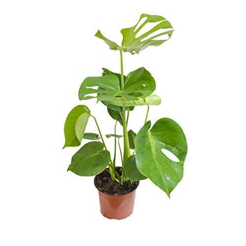 Inter Flower -Monstera delicosa,Köstliche Fensterblatt,50cm +/- , Zimmerpflanze - 3