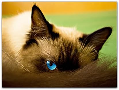 Your BILDER24/Wall Image XXL Intense Blue Cats Eye Blue Eye Birman 80 x 120 cm on Canvas and Stretcher Frame High quality handmade in germany.