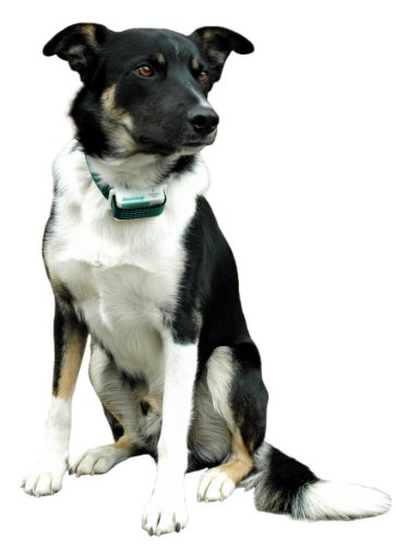 Aboistop-Anti-Bark-Training-Collar-Kit