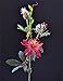 Produktbild Passionsblumen Pink 65 cm