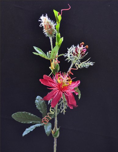 Preisvergleich Produktbild Passionsblumen Pink 65 cm
