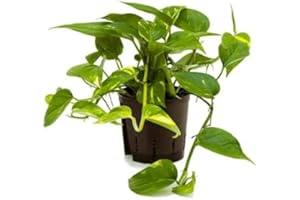 BRYNCIR GARDEN CENTRE Pothos (1, Golden)