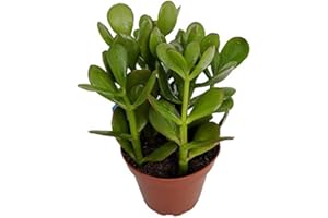 DECOALIVE Jade Planta Suculenta de Interior y Exterior Planta Crasa Natural, 8436601572226