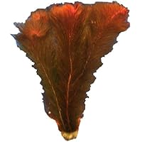 myriophyllum-tuberculatum, Rotes Tausendblatt, Aquarienpflanzen, Wasserpflanzen