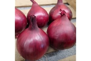 ROOT SOURCE Red Onion Plants - Grow Your Own from Our Premium Quality Plants (3)