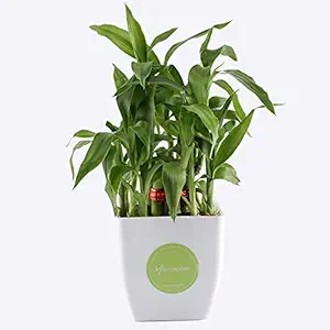 Ferns N Petals 2 Layer Lucky Bamboo Live Plant in White Plastic Pot 3 X 3 Inches | Indoor Plants