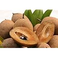Creative Farmer Live Exotic Fruit Plant Sapota Chikoo Zapote Chico Highly Ornamental Plants for Home Garden Plant(1 Healthy Live Plant)